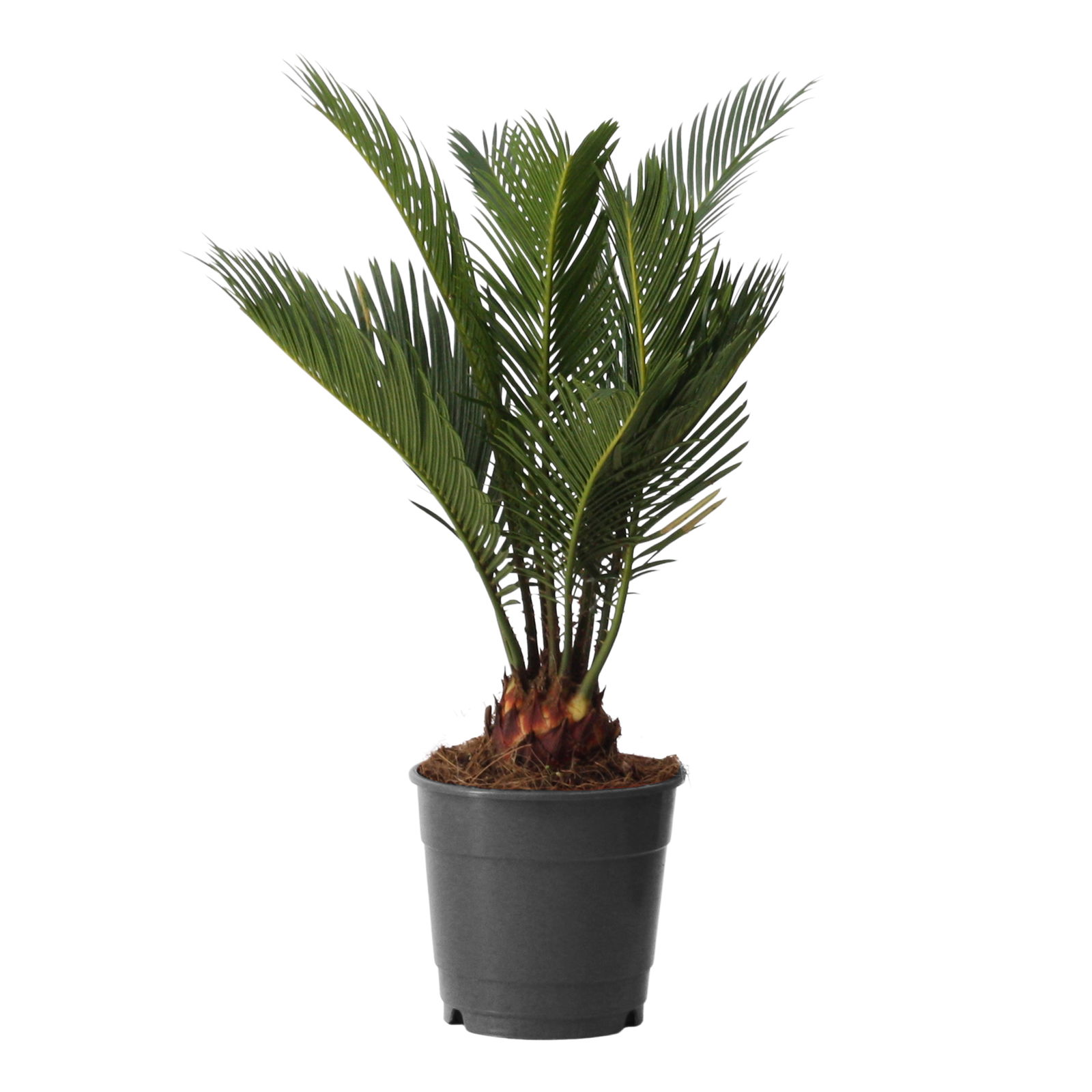 Vazoninis augalas cikas, Ø 12, 35 cm, lot. CYCAS REVOLUTA