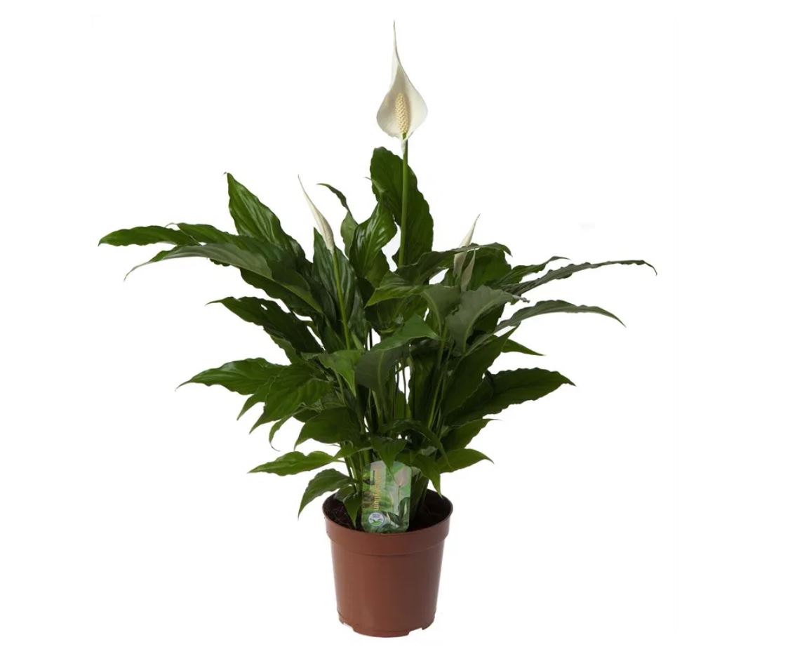 Vazoninis augalas vėzdūnė, Ø 13, 65 cm, lot. SPATHIPHYLLUM