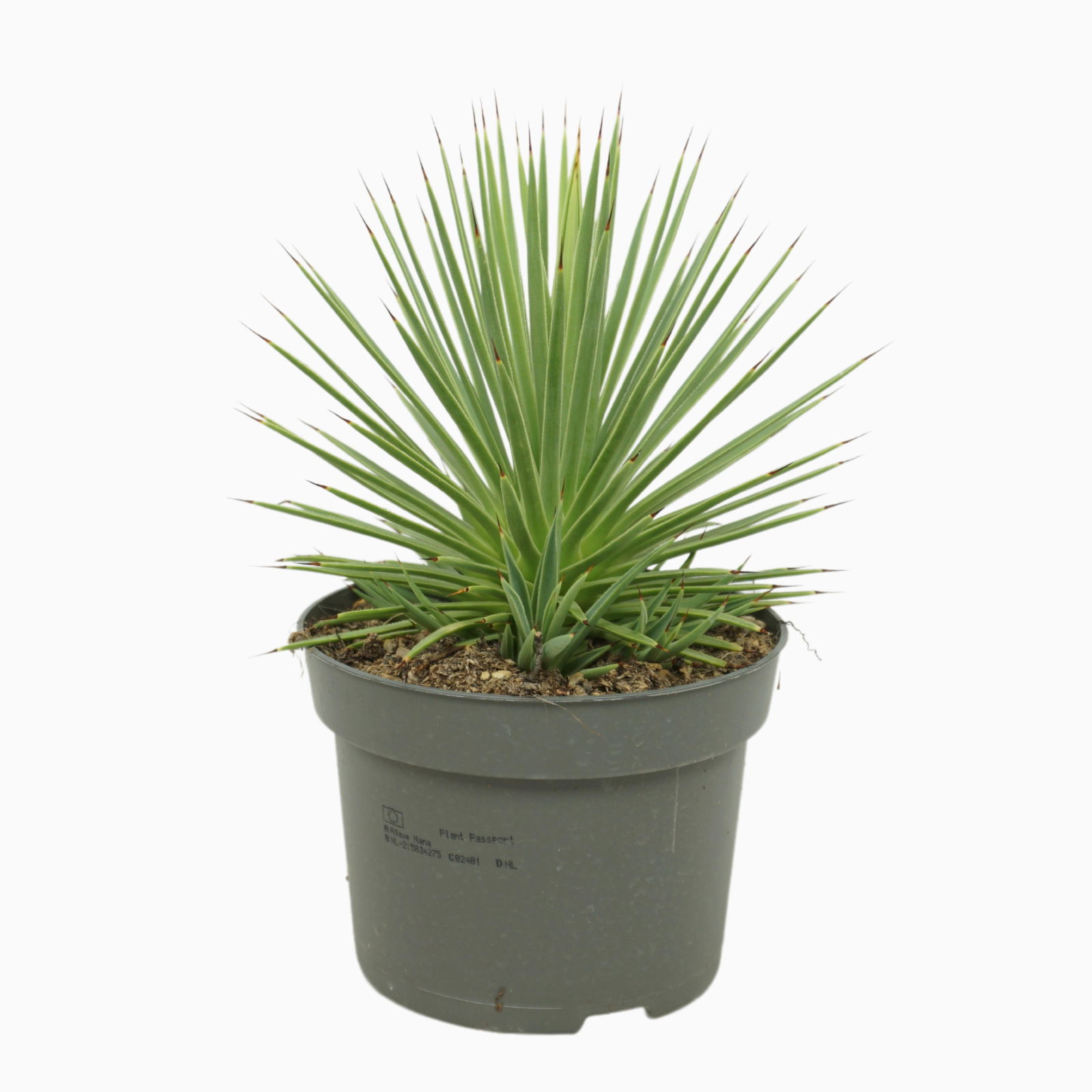 Vazoninis augalas agava, Ø 26, 40 cm, lot. AGAVE