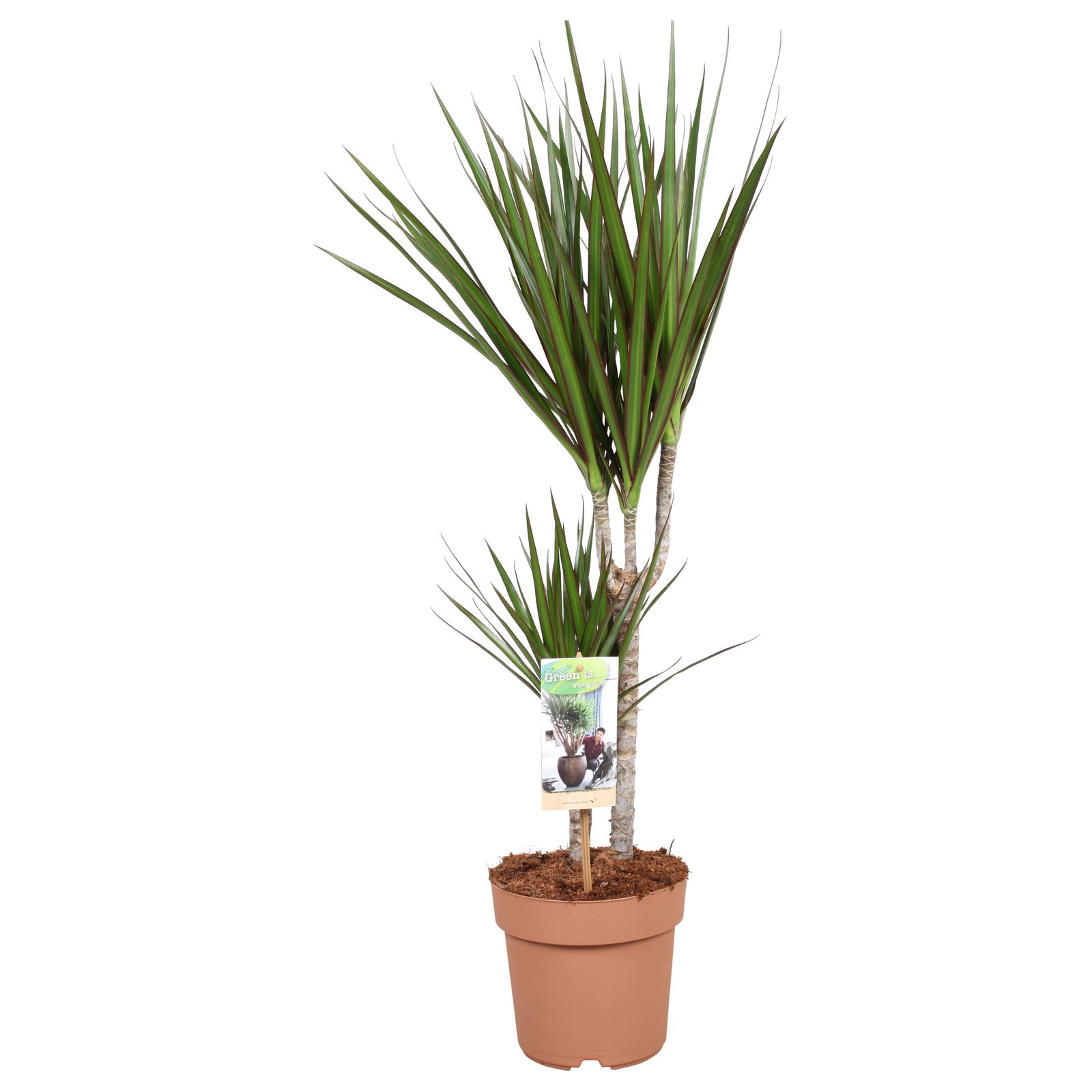 Vazoninis augalas dracena, Ø 17, 85 cm, 30-15, lot. DRACAENA MARGINATA