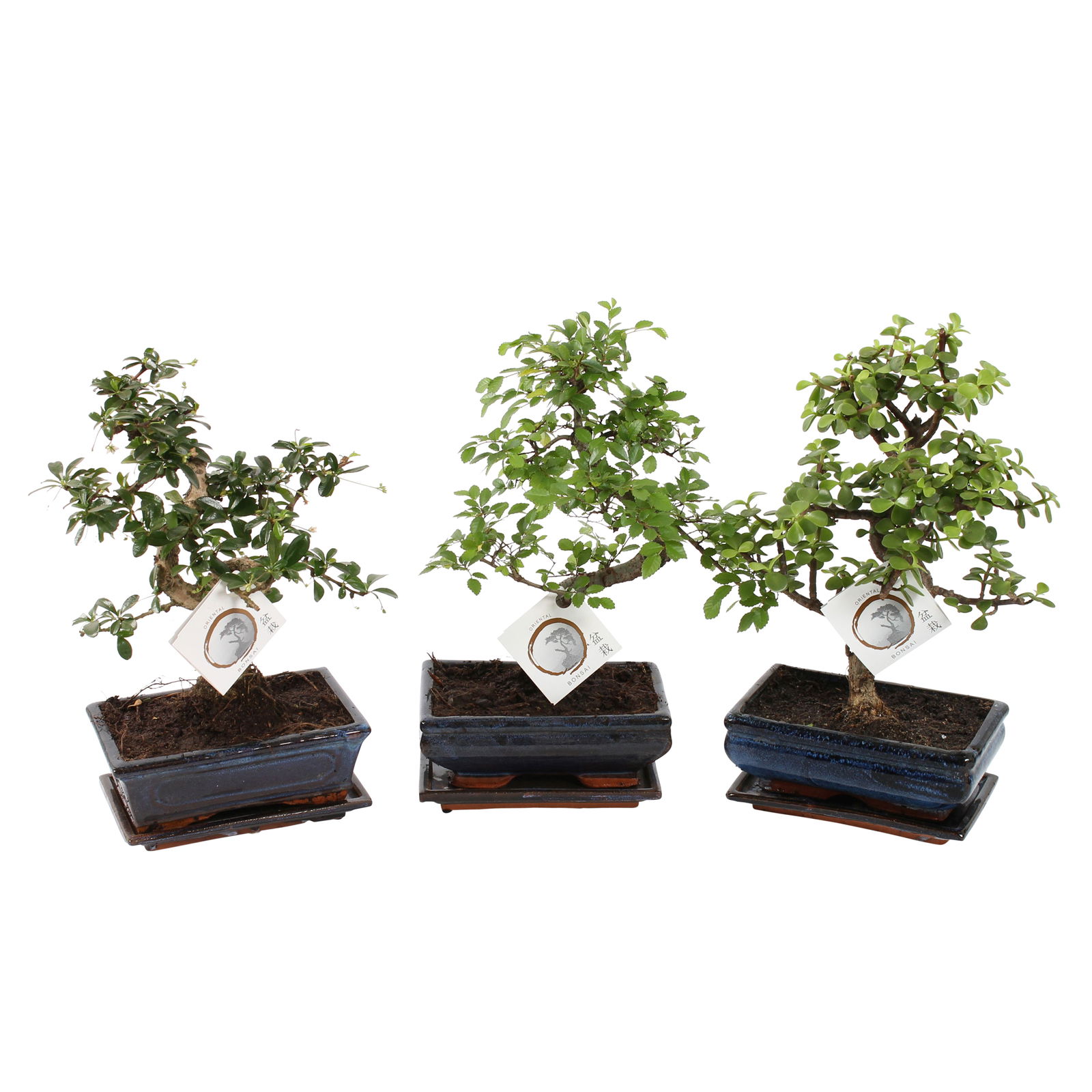 Vazoninis augalas bonsas, vazone, Ø 20, 35 cm, lot. BONSAI Mix S shape, with saucer