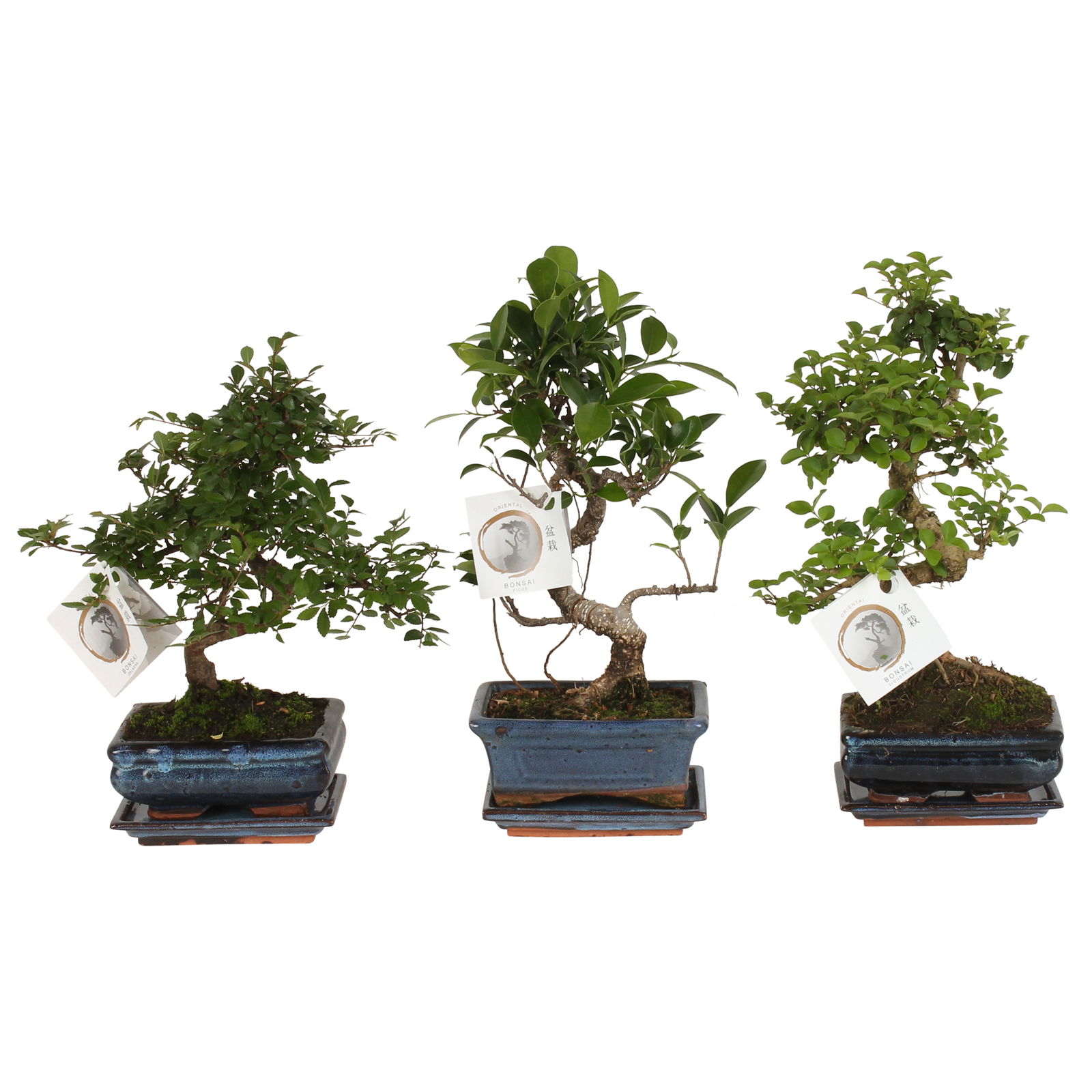 Vazoninis augalas bonsas, vazone, Ø 15, 30 cm, lot. BONSAI Mix S shape, with saucer