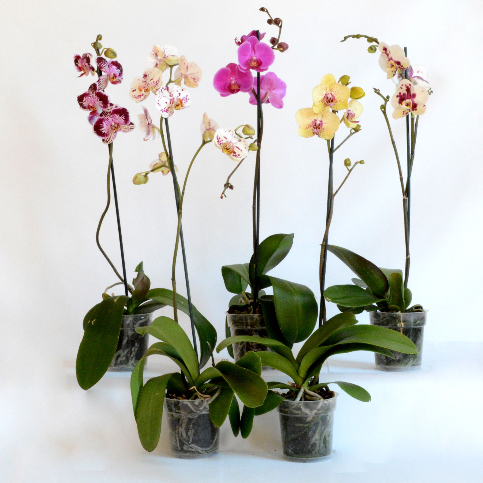 Vazoninis augalas falenopsis, Ø 12, 60 cm, lot. PHALAENOPSIS MIX, 1 stiebas