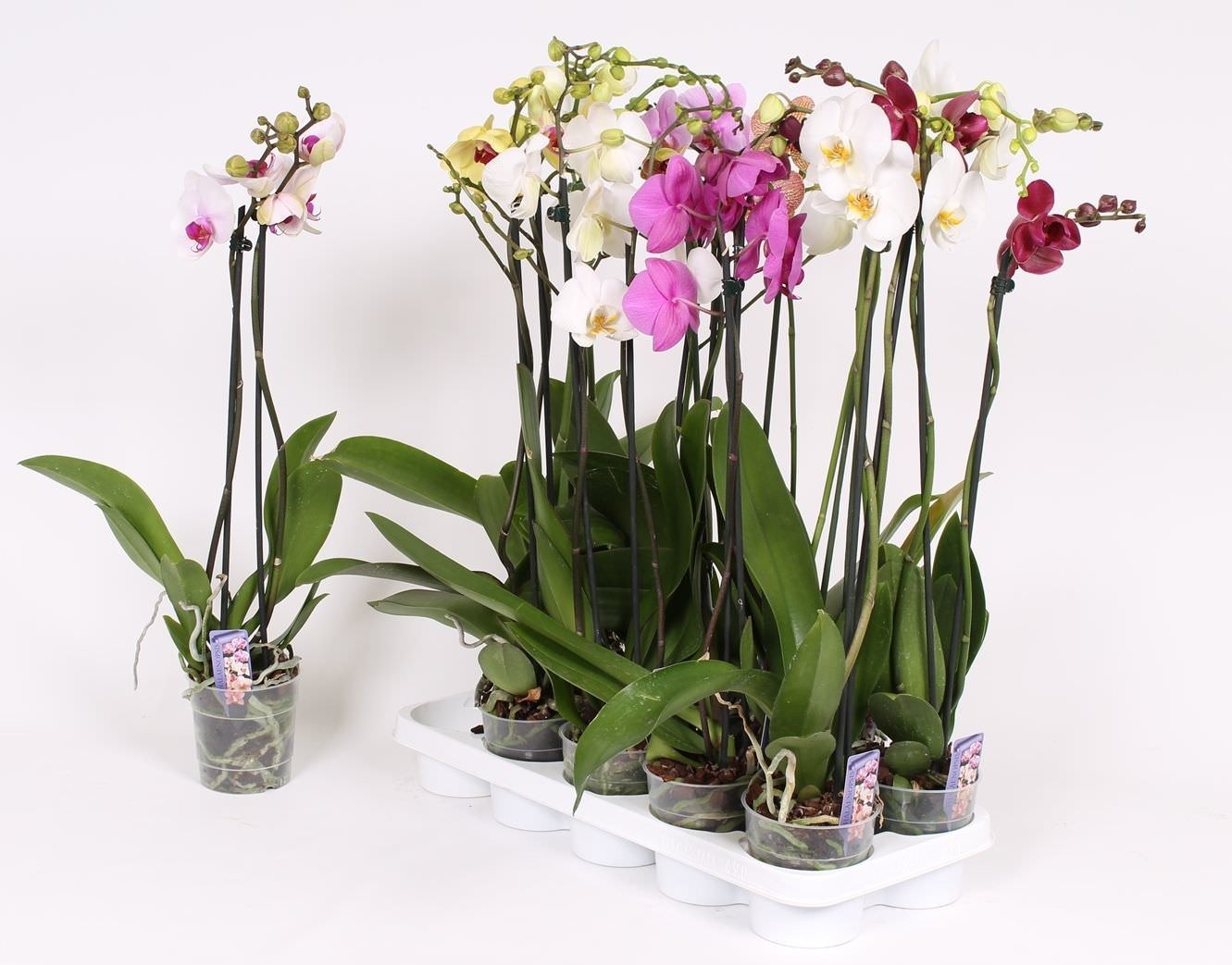 Vazoninis augalas falenopsis, Ø 12, 60 cm, lot. PHALAENOPSIS MIX, 2 stiebai