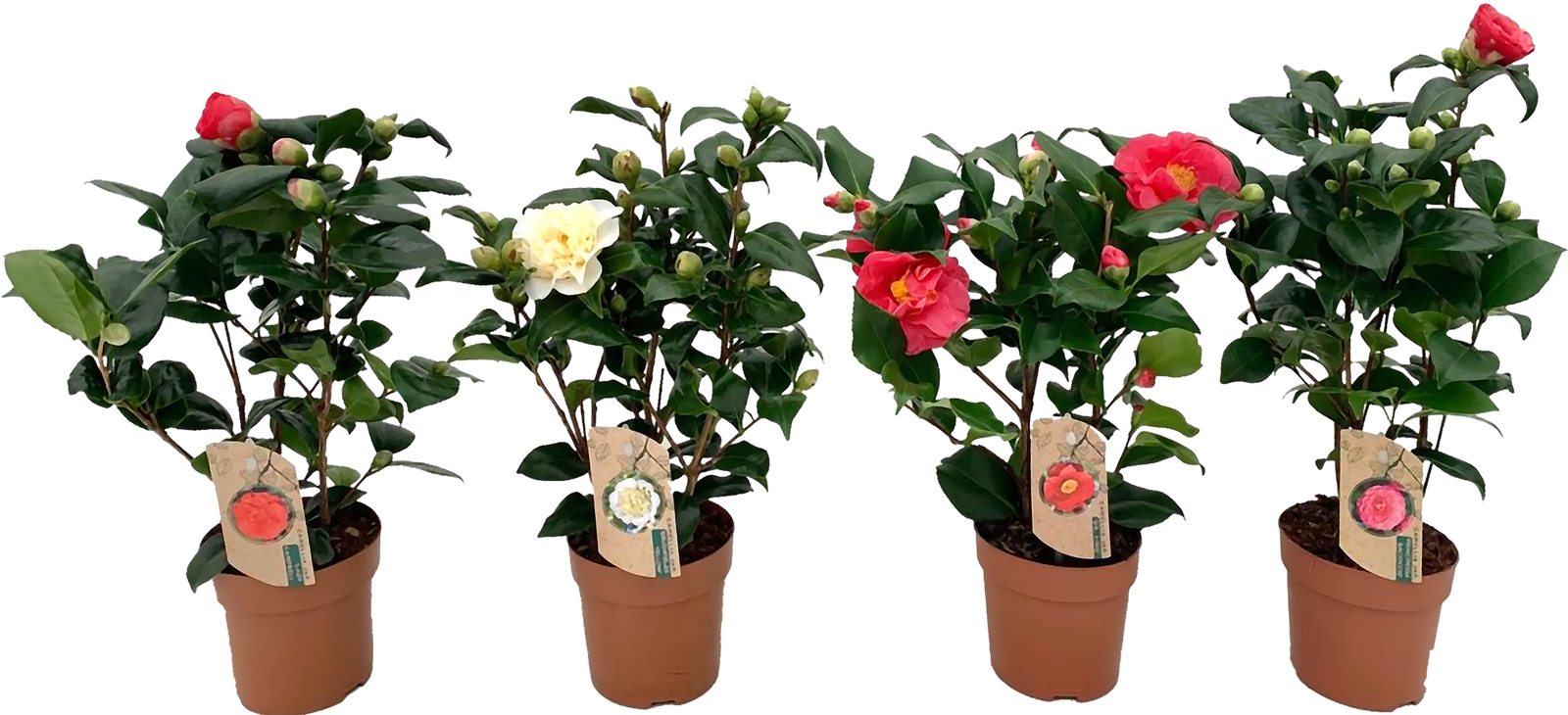 Vazoninis augalas kamelija, Ø 13, 40 cm, lot. CAMELLIA MIX