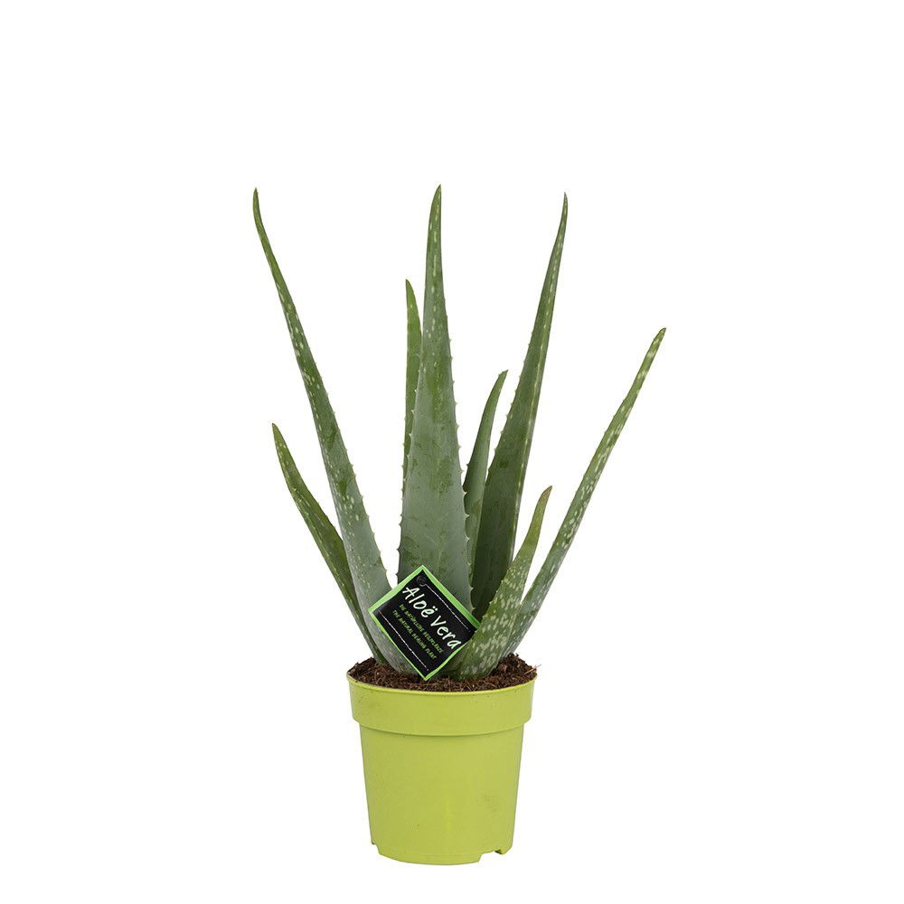 Vazoninis augalas alavijas, Ø 12, 35 cm, lot. ALOE VERA