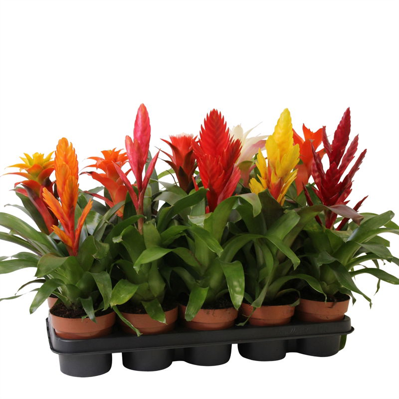 Vazoninis augalas bromelija, Ø 12, 45 cm, lot. BROMELIA MIX