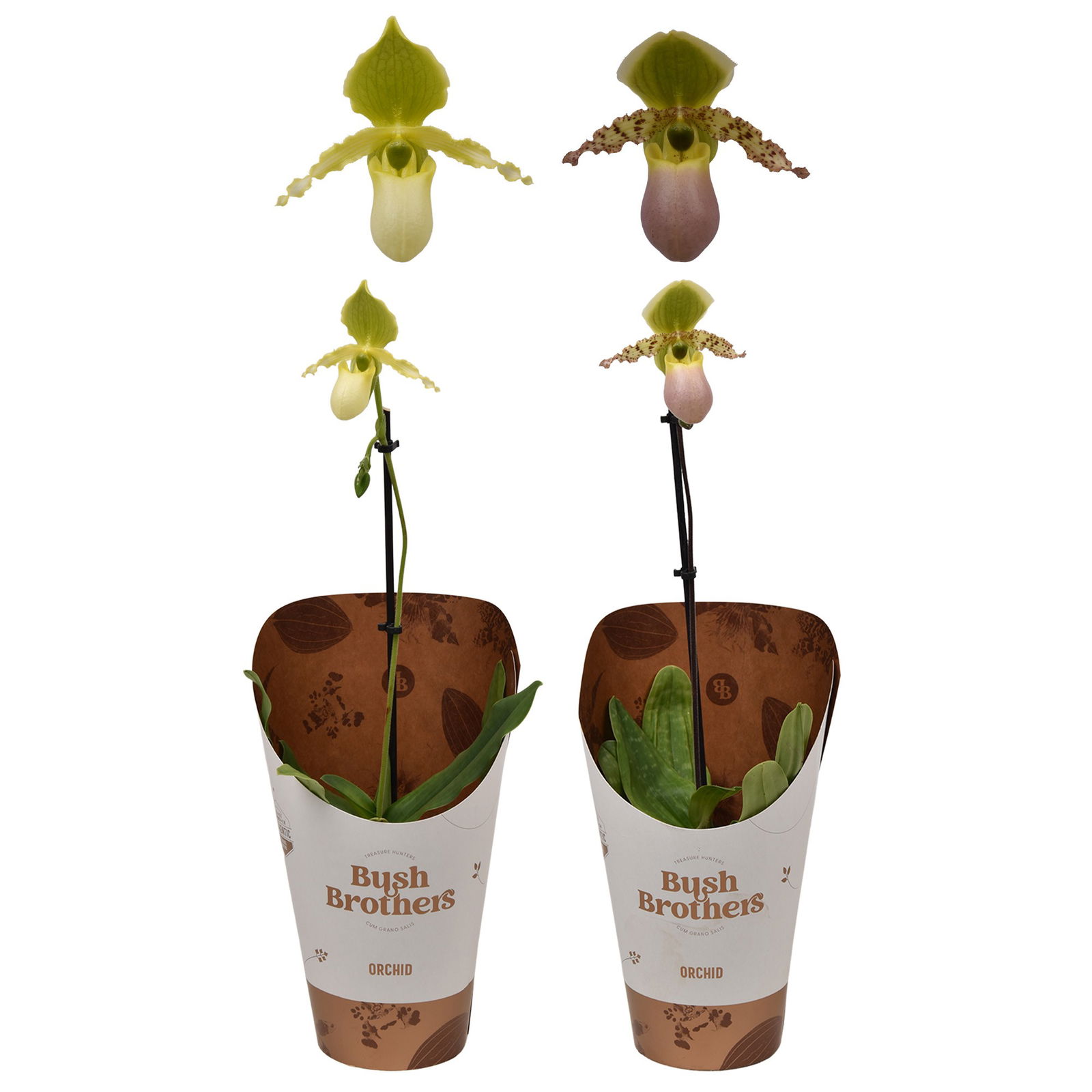 Vazoninis augalas orchidėja raibuolė, Ø 12, 30 cm, PAPHIOPEDILUM PINOCCHIO, 1 stiebas