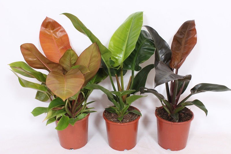 Vazoninis augalas filodendras, Ø 19, 55 cm, lot. PHILODENDRON MIX