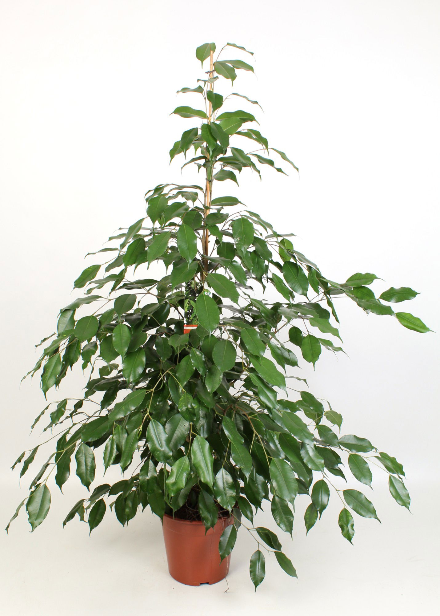 Vazoninis augalas fikusas, Ø 21, 100 cm, lot. FICUS BENJAMINA MIX