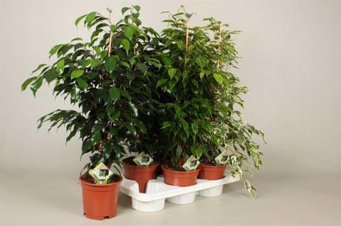 Vazoninis augalas fikusas, Ø 21, 105 cm, lot. FICUS MICROCARPA MOCLAME