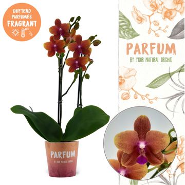 Vazoninis augalas falenopsis, Ø 12, 45 cm, lot. PHALAENOPSIS Parfum, kvepianti, 2 stiebai