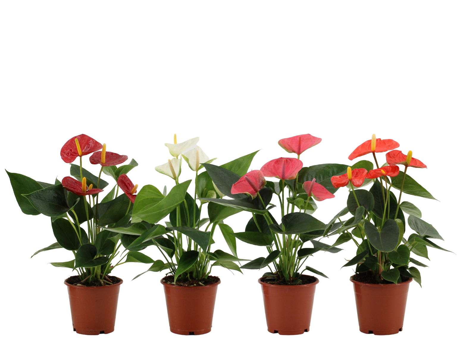 Vazoninis augalas anturis, Ø 12, 35 cm, lot. ANTHURIUM Mix