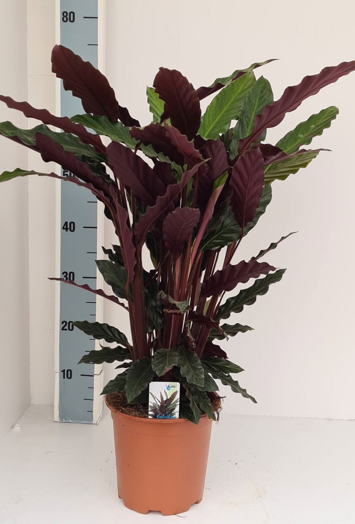 Vazoninis augalas kalatėja, Ø 19, 60 cm, lot. CALATHEA RUFIBARBA