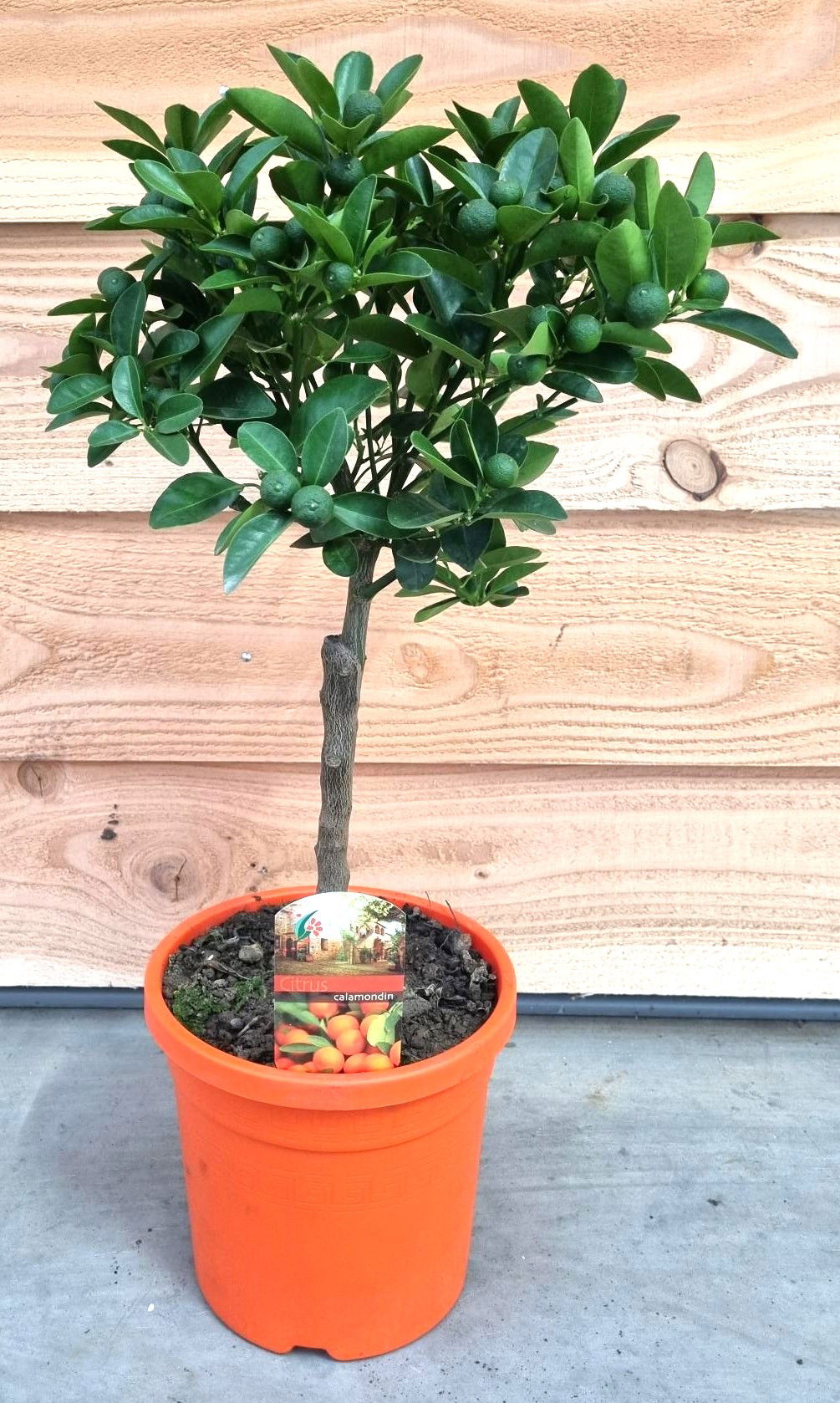 Vazoninis augalas puscitrinė, Ø 19, 60 cm, lot. Citrus Calamondin