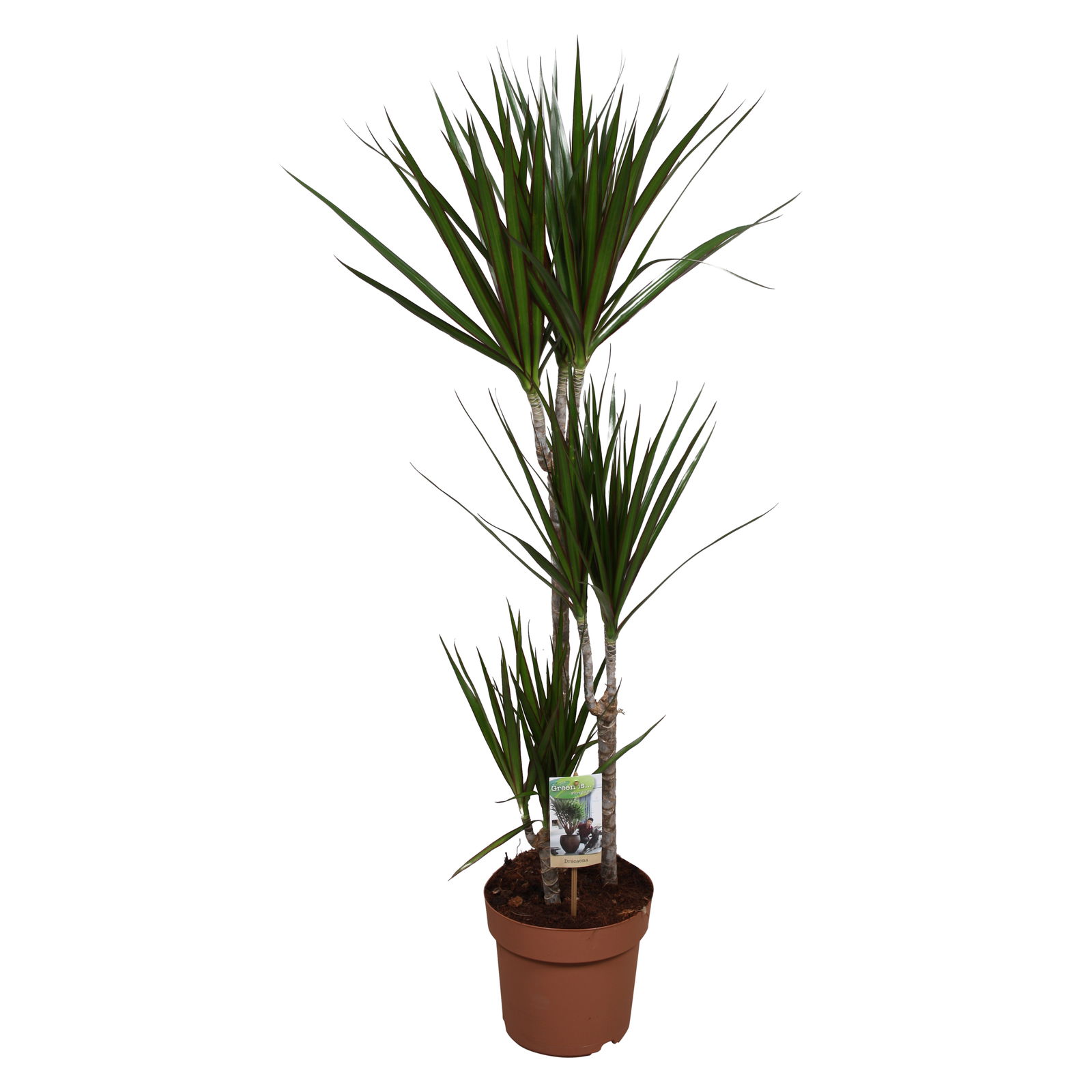 Vazoninis augalas dracena, Ø 21, 135 cm, 60-30-15, lot. DRACAENA MARGINATA