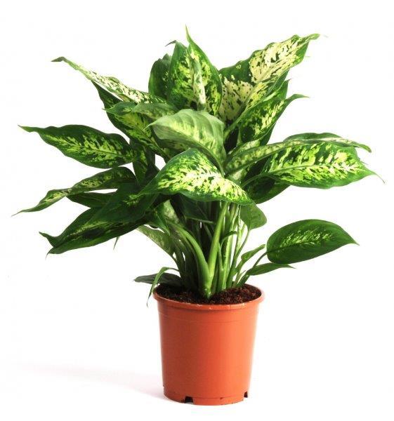 Vazoninis augalas difenbachija, Ø 17, 60 cm, lot. DIEFFENBACHIA LUXE MIX