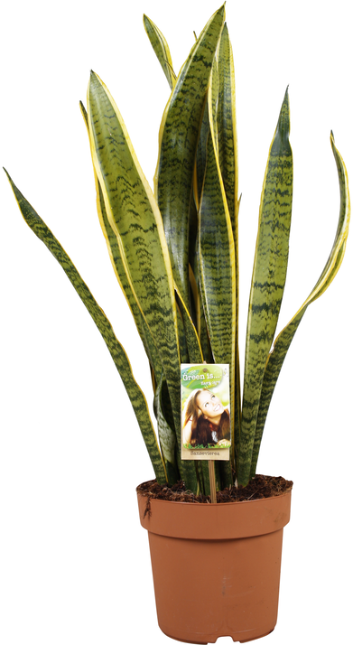 Vazoninis augalas sansevjera, Ø 17, 70 cm, lot. SANSEVIERIA Super mix