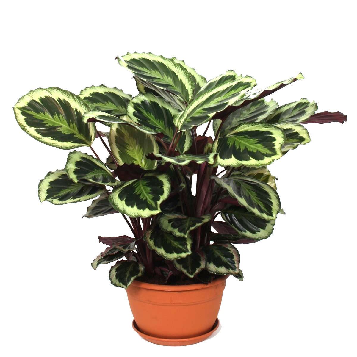 Vazoninis augalas kalatėja, vazone, Ø 15, 30 cm, lot. CALATHEA MIX Kokodama