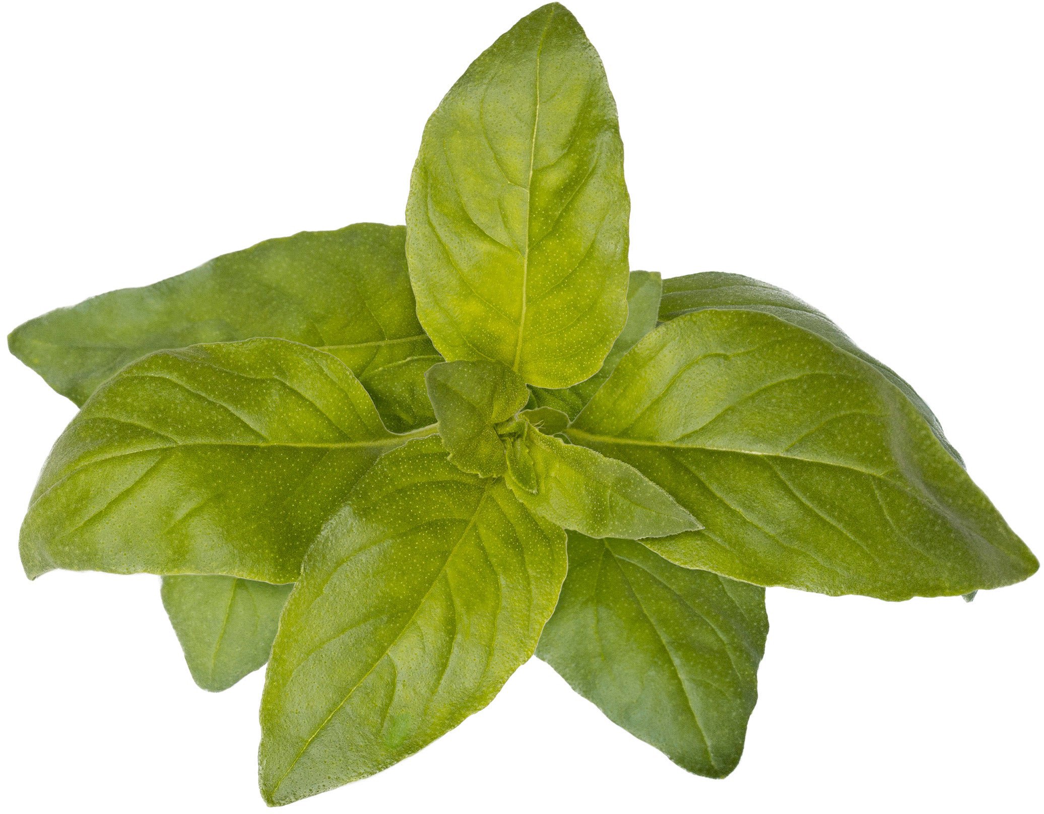 Click & Grow Smart Garden refill Lime Basil 3pcs