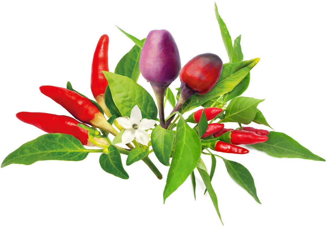 Click & Grow Plant Pod Chilli Pepper Mix 9pcs