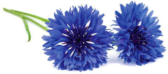 Click & Grow Smart Garden refill Cornflower 3pcs