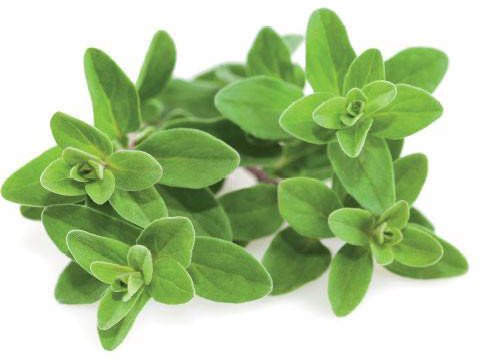 Click & Grow Smart Garden refill Marjoram 3pcs