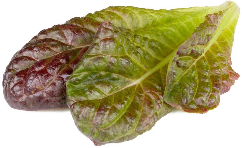 Sėklos Click & Grow Smart Refill Red romaine lettuce 3pcs