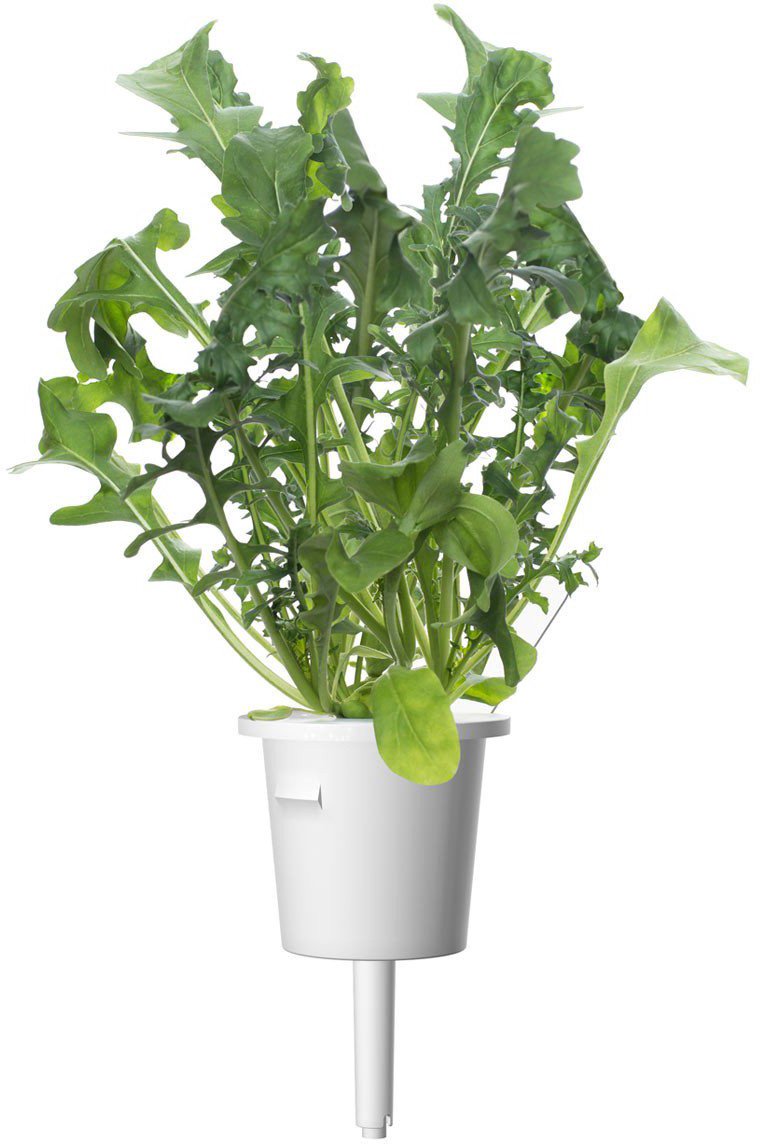 Sėklos Click & Grow Smart Garden refill Arugula 3pcs SGR19X3