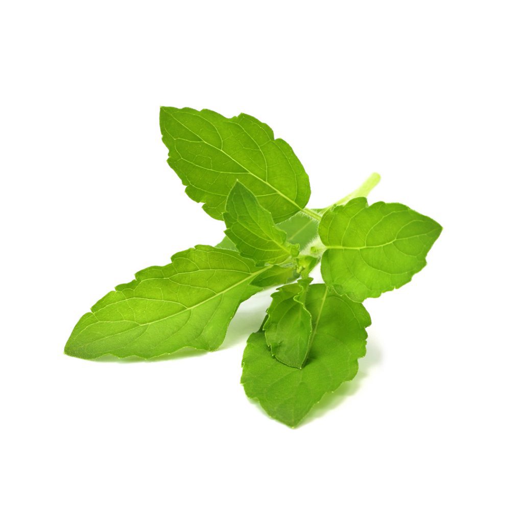 Click & Grow Smart Garden refill Holy Basil 3pcs