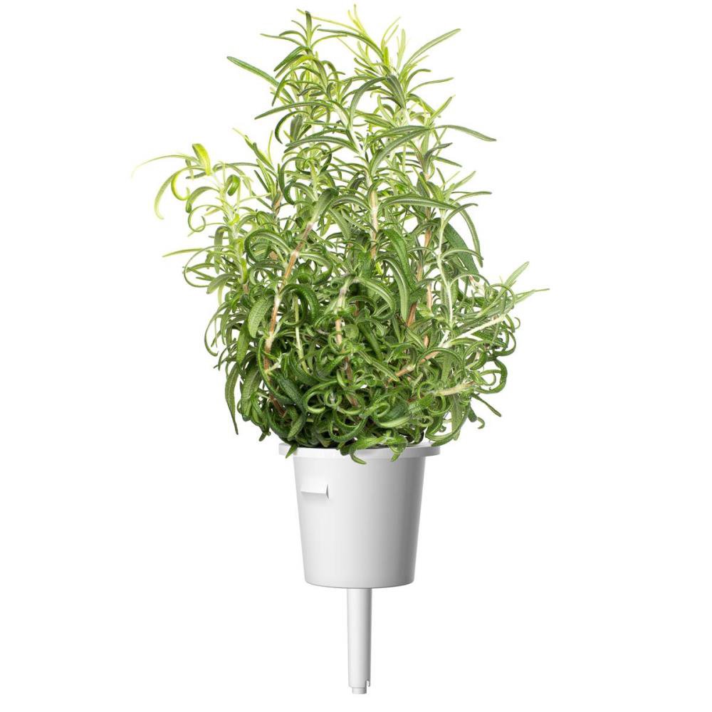 Click & Grow Smart Garden refill Rosemary 3pcs