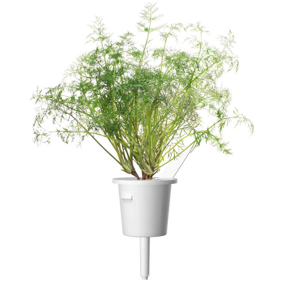 Click & Grow Smart Garden refill Dill 3pcs