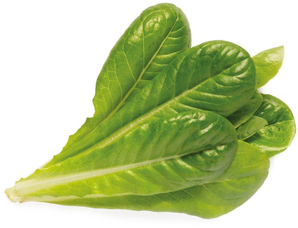 Išmaniojo vazono sėklos Click & Grow Smart Garden refill Romaine Lettuce 3pcs SGR50X3