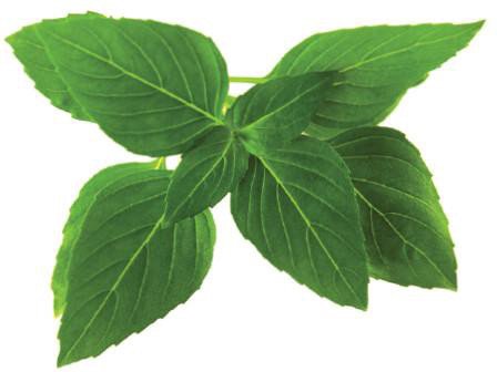 Click & Grow Smart Garden refill Thai Basil 3pcs