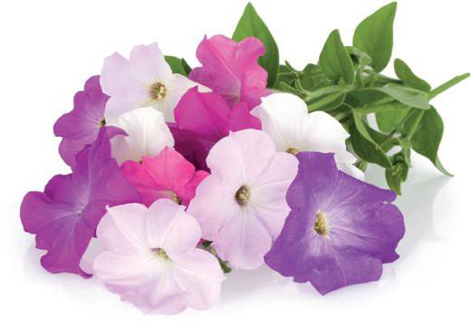 Sėklos Click & Grow Smart Garden refill Petunia 3pcs SGR27X3