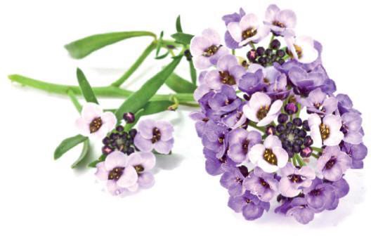 Sėklos išmaniesiems vazonams Click & Grow Sweet Alyssum 3pcs