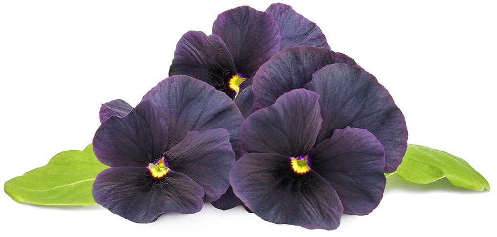 Sėklos Click & Grow Smart Garden refill Juodos našlaitės 3pcs