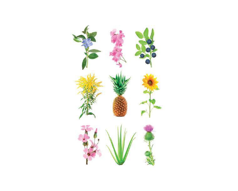 Click & Grow Smart Garden refill Grow Anything 3tk