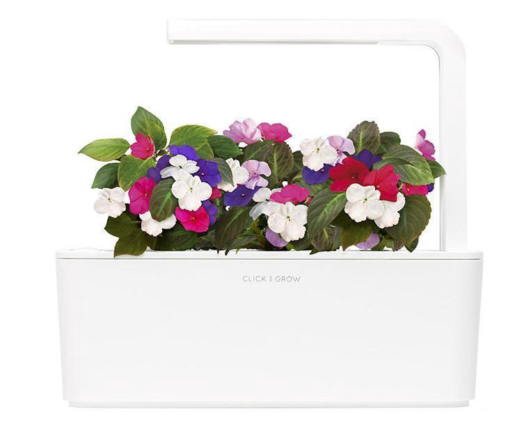 Click & Grow Smart Garden refill Busy Lizzie 3pcs