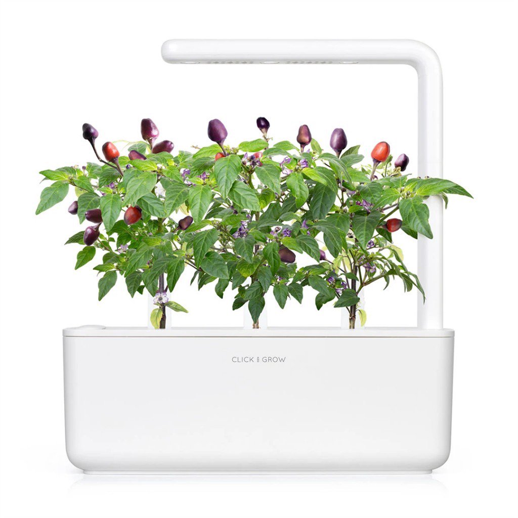 Click and Grow Smart Garden 9-pack refill - Purple Chili Pepper for indoor cultivation