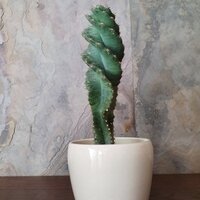 Cereus forbesii Spiralis