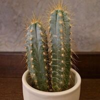 Pilosocereus azureus