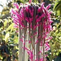 Aporocactus flagelliformis