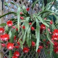 Epiphyllum ackermanii Red Tip