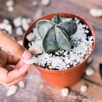 Astrophytum myriostigma