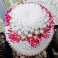 Mammillaria albilanata