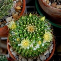 Mammillaria marksiana