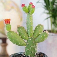 Opuntia quitensis