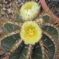 Astrophytum ornatum