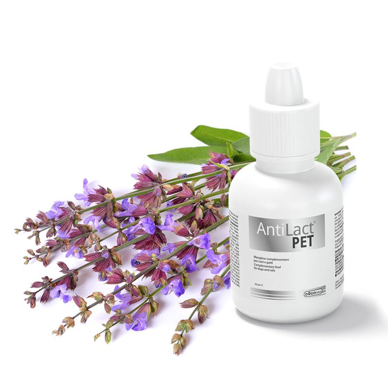 Dogoteka AntiLact Pet maisto papildas šunims ir katėms; 50ml